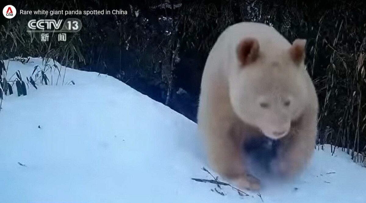 Un panda albinos rare de nouveau repéré dans le sud-ouest de la Chine