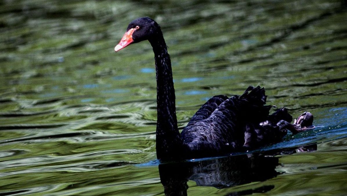 Le concept chinois du «cygne noir»