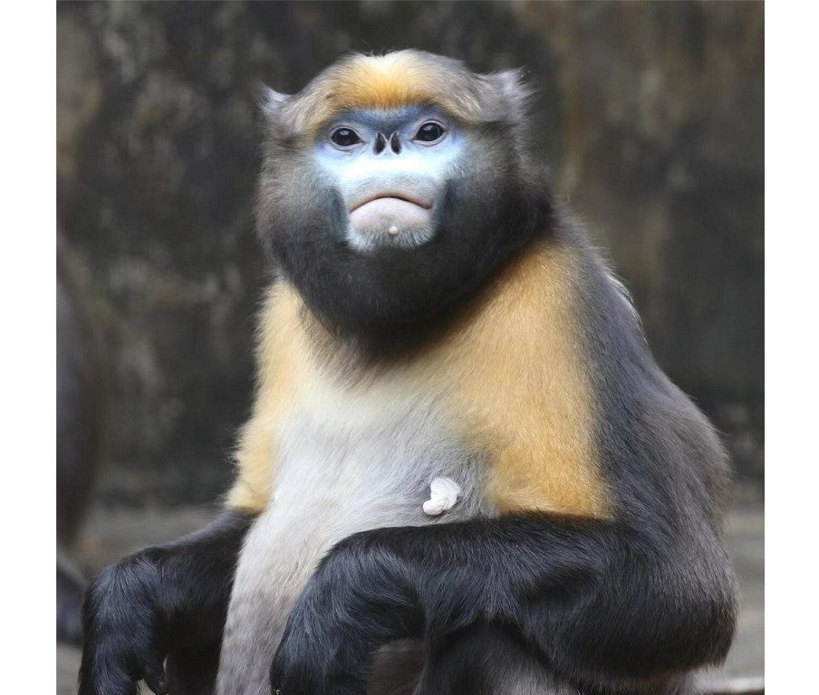 Guizhou : Une région riche en montagnes et en animaux