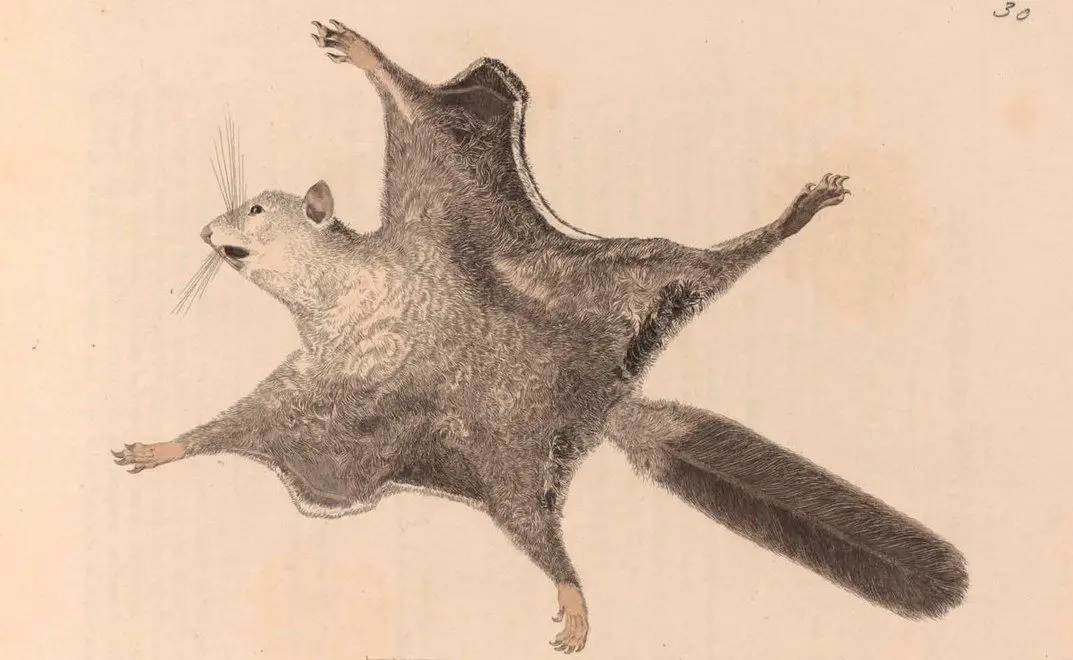 En Chine, deux espèces d’écureuils volants conservent leurs noix plus longtemps.