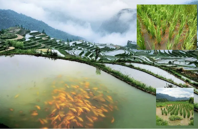 La rizipisciculture : un patrimoine chinois et mondial