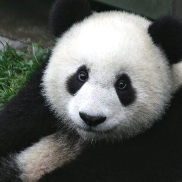 Un couple de pandas géants sauvages aperçu dans le nord-ouest de la Chine