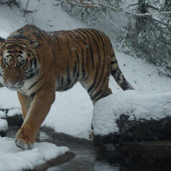 La Chine et la Russie lancent un laboratoire commun sur la conservation du tigre de Sibérie