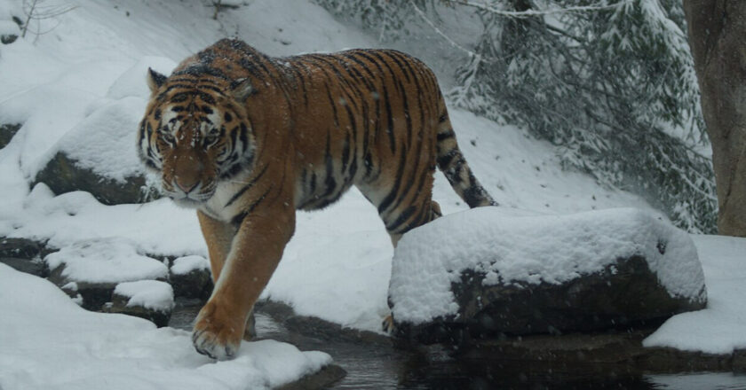 La Chine et la Russie lancent un laboratoire commun sur la conservation du tigre de Sibérie
