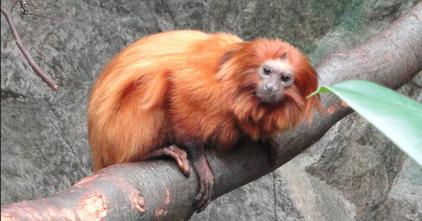 Des singes dorés venus de Chine font leur début en Europe